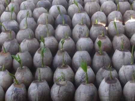 Dừa xiêm xanh - Hợp Tác Xã Cây Giống Và Hoa Kiểng Cái Mơn